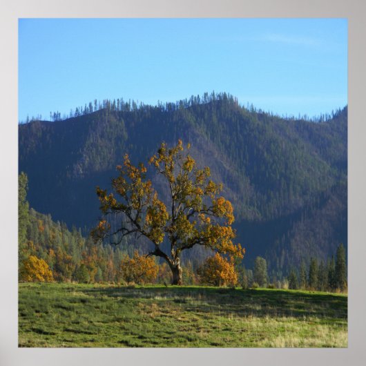 木々が私を呼ぶ….. ポスター (正面)