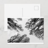 木々が空に届く ポストカード (正面/裏面)