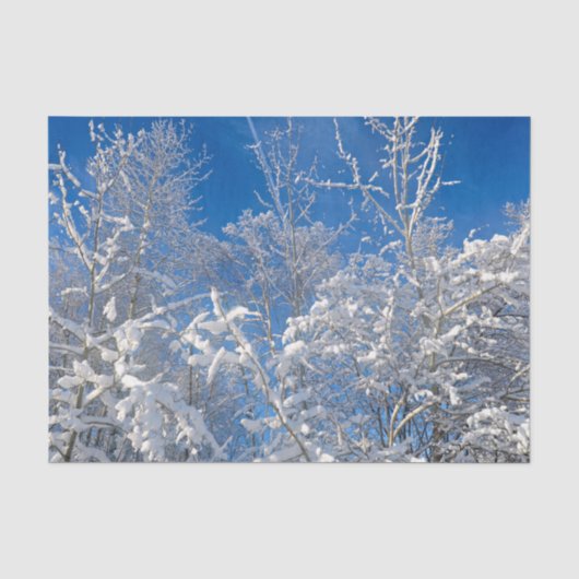 木々が雪に覆われた冬の青空の風景 薄葉紙 (正面)