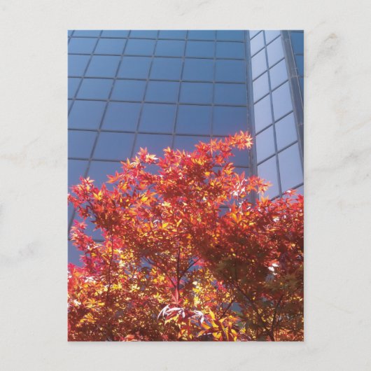 木々とガラス ポストカード (正面)