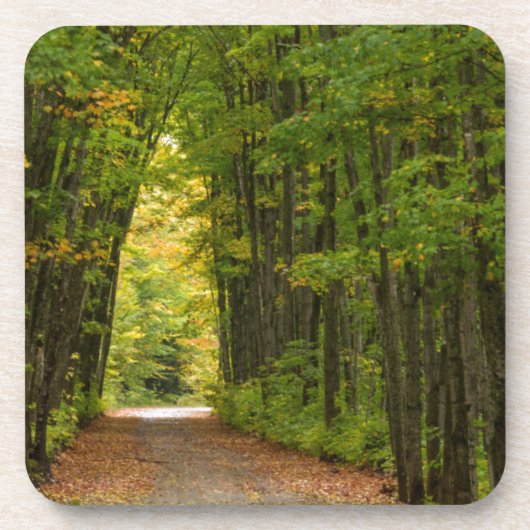 木々のトンネルの端の光 コースター (正面)