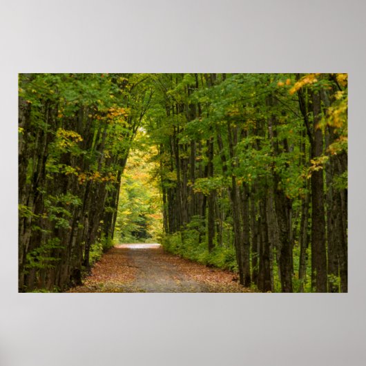木々のトンネルの端の光 ポスター (正面)