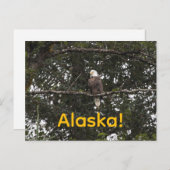 木々の中のワシ ポストカード (正面/裏面)