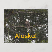 木々の中のワシ ポストカード (正面)