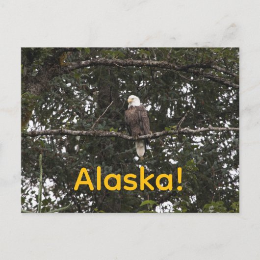 木々の中のワシ ポストカード (正面)