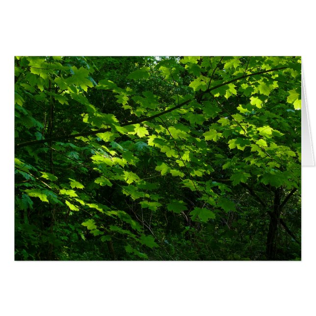 木々の春。カーディフ・ビュート・パーク。ウェールズ (正面横)