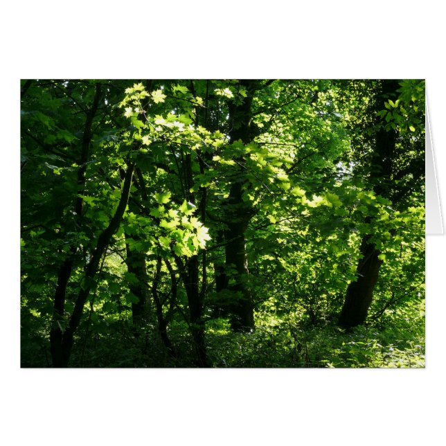 木々の春。カーディフ・ビュート・パーク。ウェールズ (正面横)