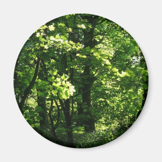 木々の春。カーディフ・ビュート・パーク。ウェールズ マグネット (正面)