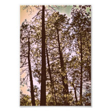 木々の色の写真プリント