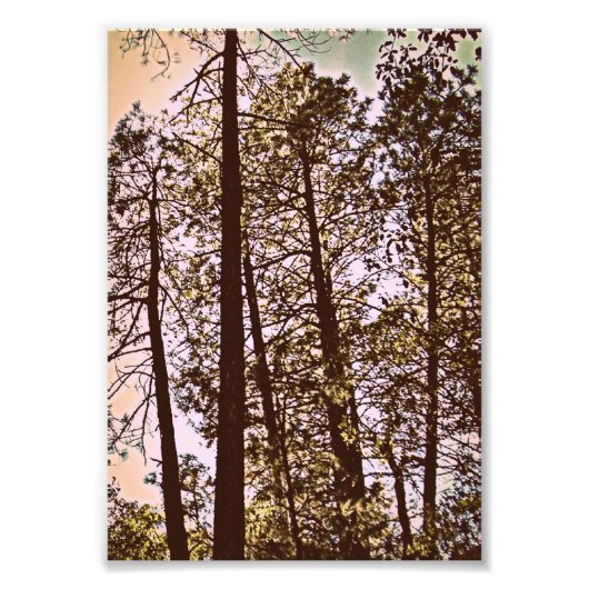 木々の色の写真プリント フォトプリント            (正面)