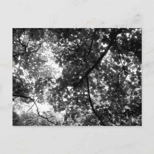 木々の間から差す光 ポストカード (正面)