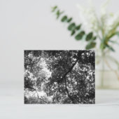 木々の間から差す光 ポストカード (スタンド正面)