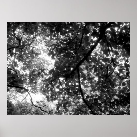 木々の間の光 ポスター (正面)