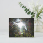 木々の間の光 ポストカード (スタンド正面)