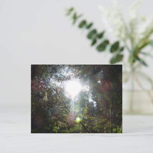 木々の間の光 ポストカード (スタンド正面)