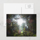 木々の間の光 ポストカード (正面/裏面)