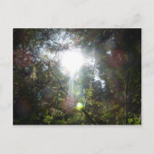 木々の間の光 ポストカード (正面)