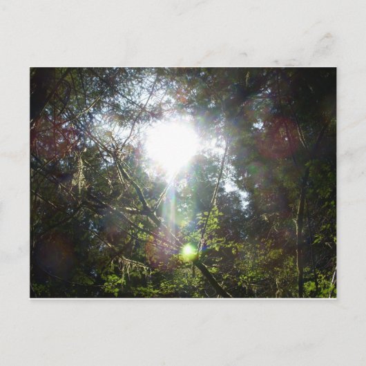 木々の間の光 ポストカード (正面)