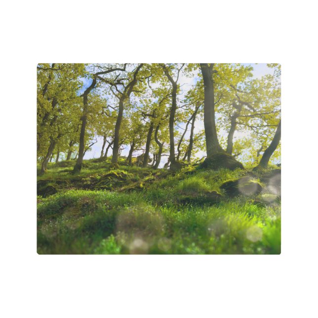 木々の間の夢のような囁き メタルプリント (正面)