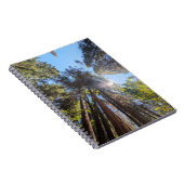 木々の間の日光 ノートブック (右側)