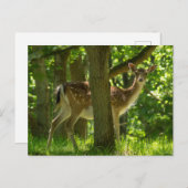 木々の間の森の中の野生動物のヒグマ ポストカード (正面/裏面)