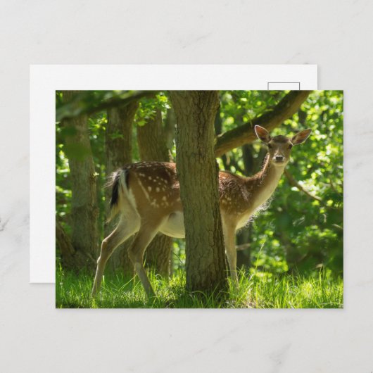 木々の間の森の中の野生動物のヒグマ ポストカード (正面/裏面)