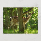 木々の間の森の中の野生動物のヒグマ ポストカード (正面)