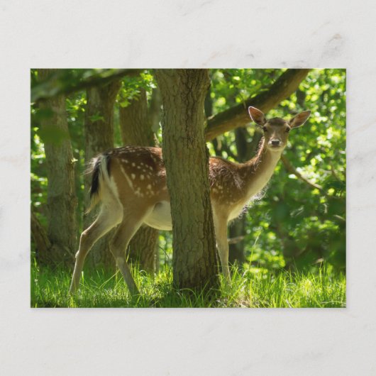 木々の間の森の中の野生動物のヒグマ ポストカード (正面)