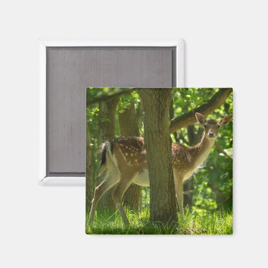 木々の間の森の中の野生動物のヒグマ マグネット (正面/裏面)