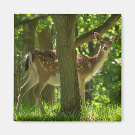 木々の間の森の中の野生動物のヒグマ マグネット