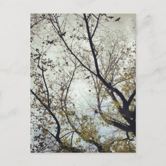 木々の間の鳥 ポストカード