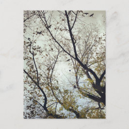 木々の間の鳥 ポストカード