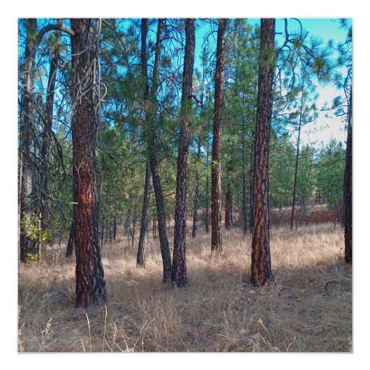 木々の間を歩く光沢のあるポスター ポスター (正面)