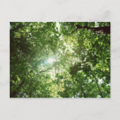 木々の間を流葉れる日光 ポストカード (正面)