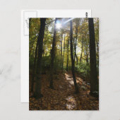 木々の間を覗く太陽はがき ポストカード (正面/裏面)