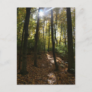 木々の間を覗く太陽はがき ポストカード