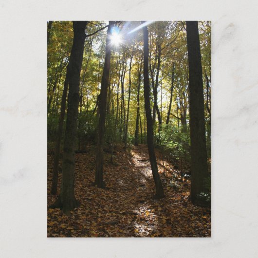 木々の間を覗く太陽はがき ポストカード (正面)