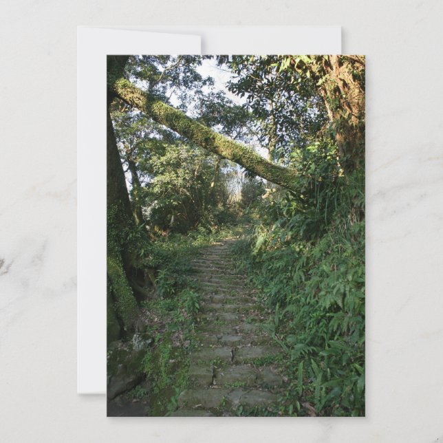 木々への階段 (正面)