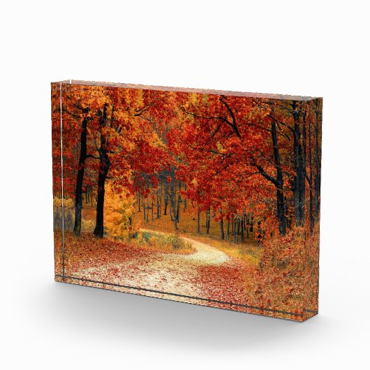 木々を抜ける秋の道 フォトブロック (右)