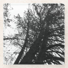 木々を見上げる ガラスコースター