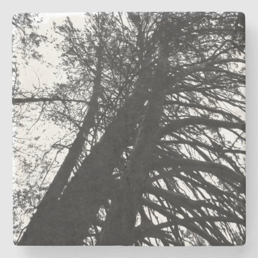 木々を見上げる ストーンコースター (正面)