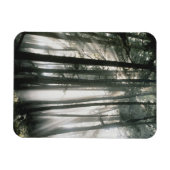 木々を通って流れるサンビーム、山レイニア マグネット (横)