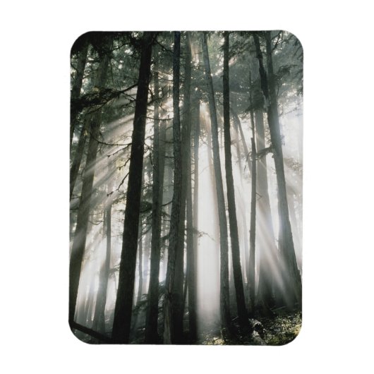 木々を通って流れるサンビーム、山レイニア マグネット (縦)