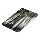 木々を通って流れるサンビーム、山レイニア マグネット (左側)