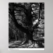 木々， UC Santa Cruz, 1963 ポスター (正面)