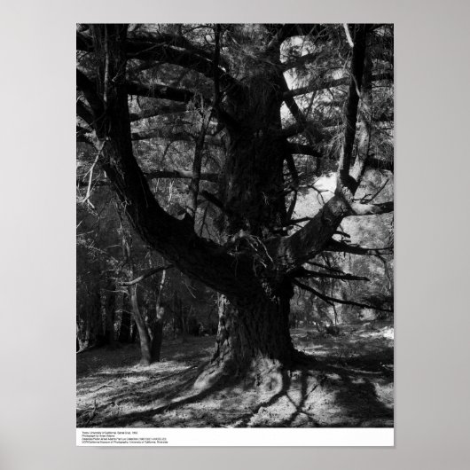 木々， UC Santa Cruz, 1963 ポスター (正面)