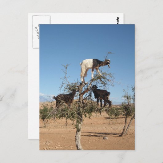 木おもしろいのヤギ ポストカード (正面/裏面)