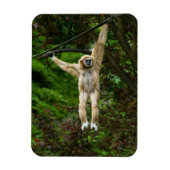 木からぶら下がった来たラーギボン マグネット (縦)