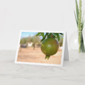 木からぶら下がっているイチジクの実 カード (正面)
