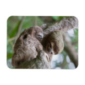 木からぶら下がる母親とナマケモノの赤ちゃん マグネット (横)